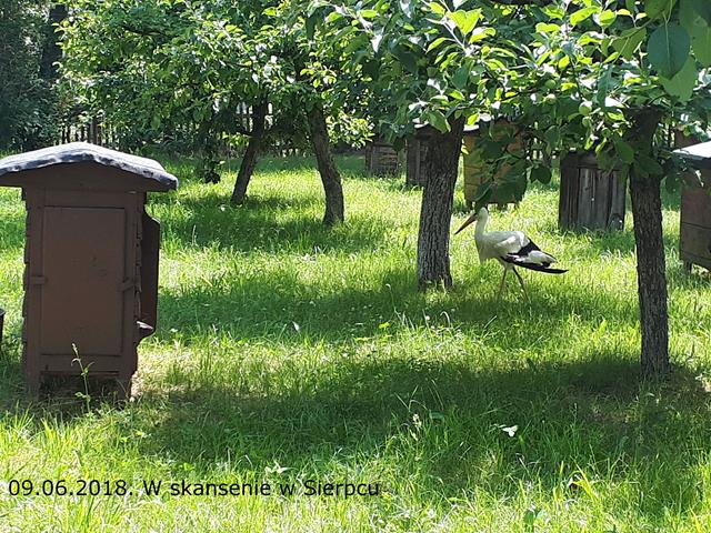 18plock08.jpg
